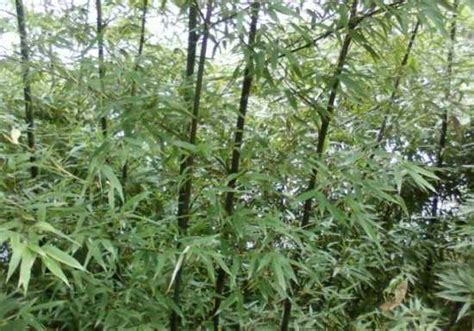 竹子怎么养才能更旺盛？竹子的繁 殖方法？竹子的种类有多少种？ - 花儿谷