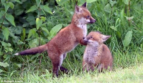 红狐狸狐狸雌和她的四只幼崽在夏季森林里狩猎和行走年轻的野生动物和他们的母亲一起高清图片下载-正版图片506595053-摄图网