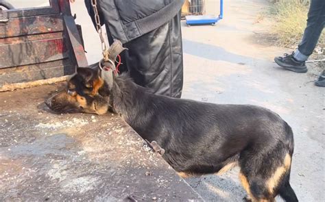 爱狗人士聚集萍乡狗肉市场，发现一大批宠物狗