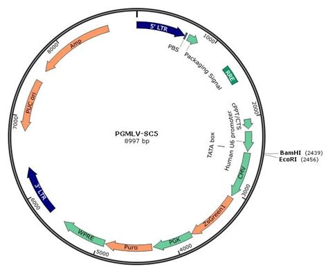 pX602 腺相关病毒AAV 基因敲除载体 CRISPR-Cas9 质粒 TBG启动子 - 知乎