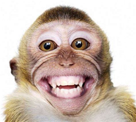 见识世界上最开心的动物 喜欢大笑 - 千奇百怪 - 华声论坛
