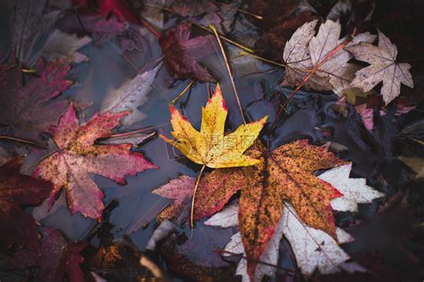 树木繁茂的秋天景色图片-大山中半沼泽湖泊素材-高清图片-摄影照片-寻图免费打包下载