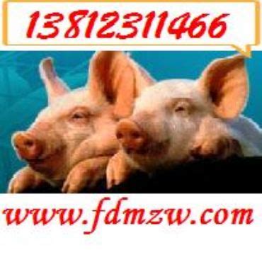 出售长白猪苗2021年价钱家养白猪广东茂名 济宁 鸿超-食品商务网