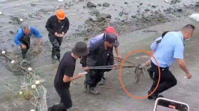 上海黄浦江的鳄鱼抓到了！_扒贴网