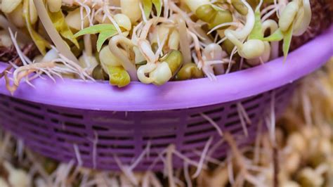 你知道怎么发绿豆芽吗？这个方法发出的绿豆芽率很高，快告诉家人吧