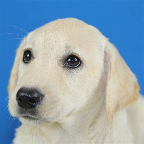 纯种拉布拉多犬幼犬狗狗出售 宠物拉布拉多犬可支付宝交易 拉布拉多犬 /编号10102105 - 宝贝它