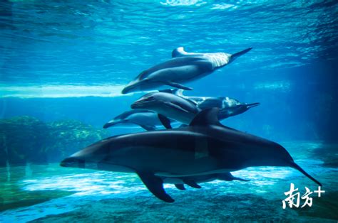 中华白海豚-图片-中文百科在线