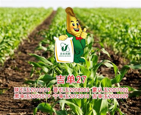 产品中心 / 玉米系列_吉林吉农高新技术发展股份有限公司