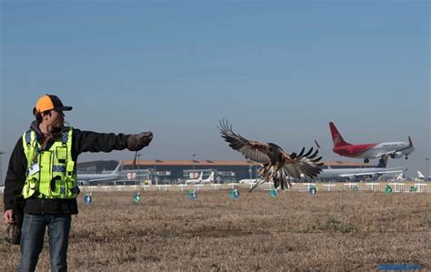 鸟击事件发生数量较往年同期明显上升，首都机场采用鹰隼驱鸟 - 民用航空网