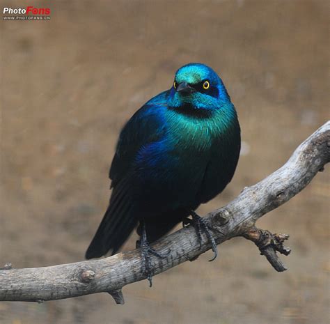 蓝耳丽椋鸟(椋鸟科)-非洲动物-图片