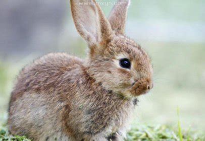 为什么家里养兔子好臭啊？有什么办法吗？_百度知道