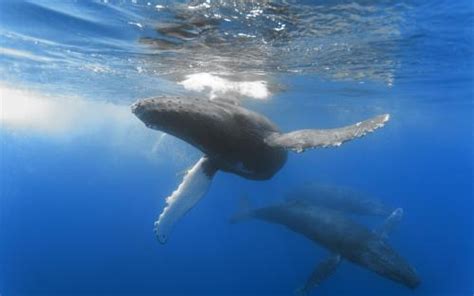 美妙的鲸鱼声音