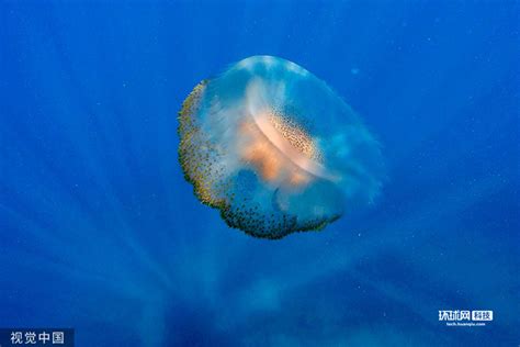 你见过触手长达10米的巨型水母吗？南极发现罕见冥河水母