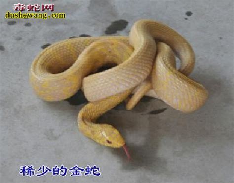 【黄金条蛇】资料品种简介_蛇品种大全_毒蛇网