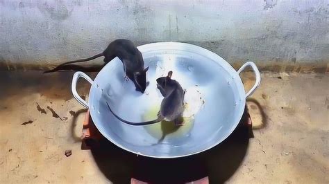 老鼠偷油吃，掉进油锅出不来了，这老鼠陷阱做的真不错！_腾讯视频