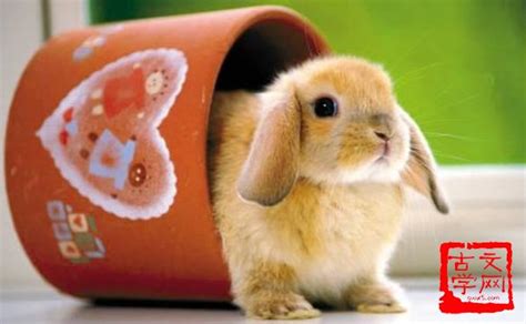 有兔爰爰——那些可爱的兔子形象|梧桐双兔图|崔白|双喜图_新浪新闻