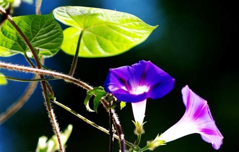紫色喇叭花,山水景区,旅游景点,摄影素材,汇图网www.huitu.com