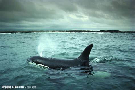 科学家在南海首次发现鲸落，鲸落是什么？具有怎样的价值？|南海|鲸鱼|尸体_新浪新闻