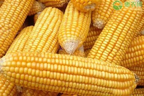 中国十大高产玉米品种 - 惠农网