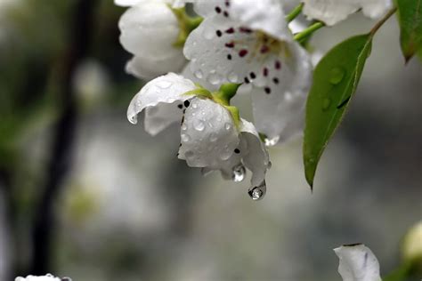 梨花一枝春带雨|摄影|风光摄影|春上喜食 - 原创作品 - 站酷 (ZCOOL)