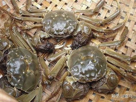 怎么养宠物螃蟹，关于螃蟹的介绍 - 农敢网