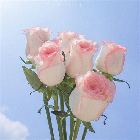 盛开的粉色玫瑰花花丛高清图片下载_红动网