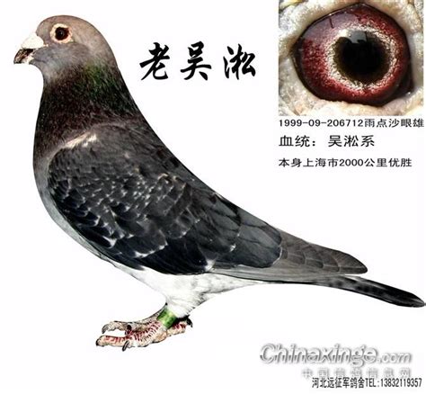 名鸽欣赏-中国信鸽信息网 www.chinaxinge.com
