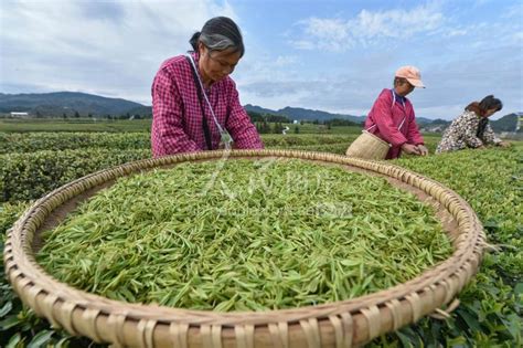 贵州松桃： 茶农采摘忙-人民图片网