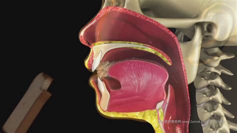 3D动画 人体口腔咀嚼 消化功能 医疗视频素视频素材,创意视觉视频素材下载,高清1920X1080视频素材下载,凌点视频素材网,编号:565468