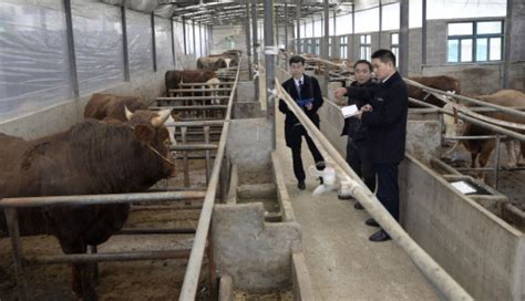 中国农业大学动物科技学院 新闻动态 牛百科暑期实践之“牛牛说的都队”