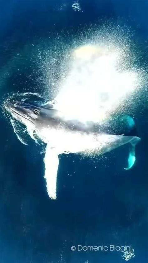 世界上最大的鲸鱼是蓝鲸，你知道第二大的鲸鱼是什么吗？