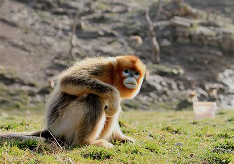 世界上最珍贵的6种猴子，你见过几种？！