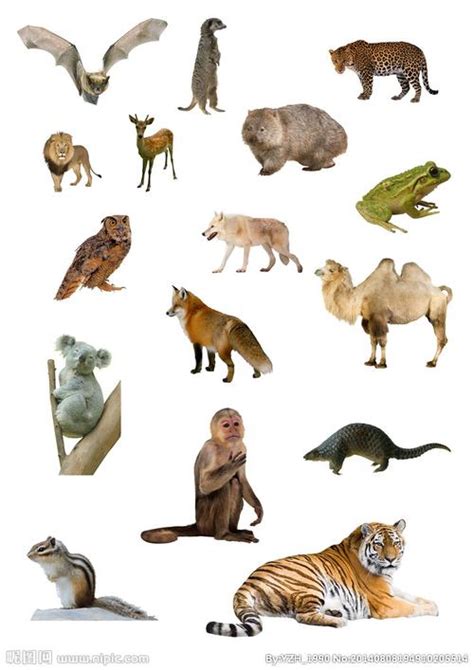 百种动物 100种常见动物英语单词有哪些