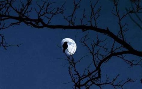 明月当空挂在树梢的月亮_4096X2160_高清视频素材下载(编号:6246880)_实拍视频_光厂(VJ师网) www.vjshi.com