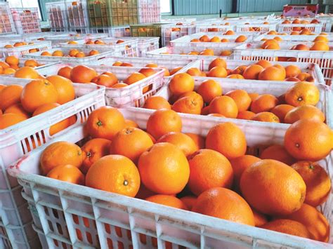 闪耀万州的“致富明珠”——万州玫瑰香橙中国特色农产品优势区解析 - 今日重庆网