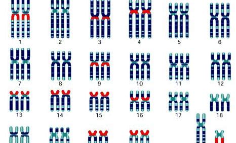 细胞染色体核型分析（Karyotype Analysis）-逍鹏生物官网