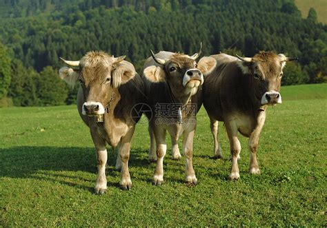 草地上的三头牛高清图片下载-正版图片501462433-摄图网