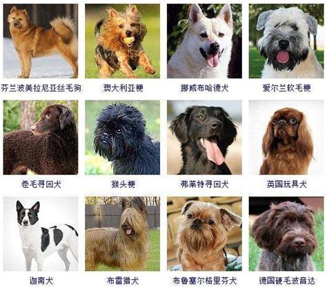 宠物狗品种及价格常见品种分析 – 森梦宠物爱护网
