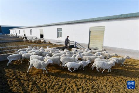 甘肃古浪：多措并举发展羊产业 促农致富_时图_图片频道_云南网
