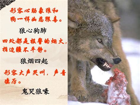 初一年级文言文《狼》的翻译-七年级课文《狼》的翻译