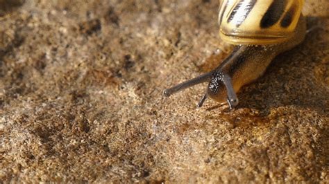 《小蜗牛》-微课视频详情
