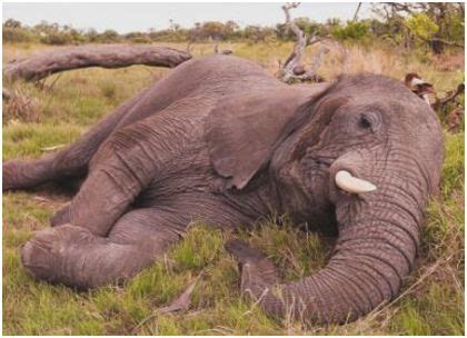 世界上睡眠最少的动物，野生大象平均每天只睡2.5个小时|大象|睡眠|非洲象_新浪新闻