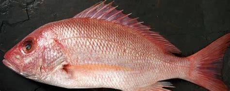 红色的鱼可以吃的是什么鱼 - 业百科