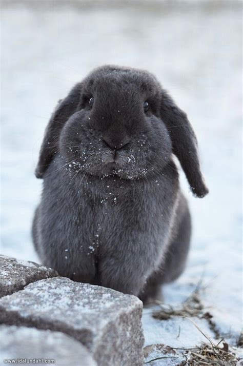 巴蜀一黑骏家的-黑白印象兔|摄影|动物|巴蜀一黑骏 - 原创作品 - 站酷 (ZCOOL)