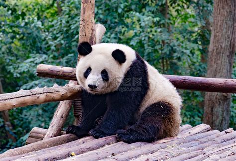 成都大熊猫基地玩耍的熊猫高清图片下载-正版图片501201502-摄图网
