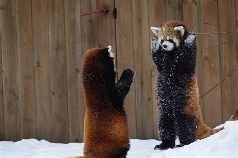 小熊猫和小浣熊什么区别？小熊猫的战斗力惊人