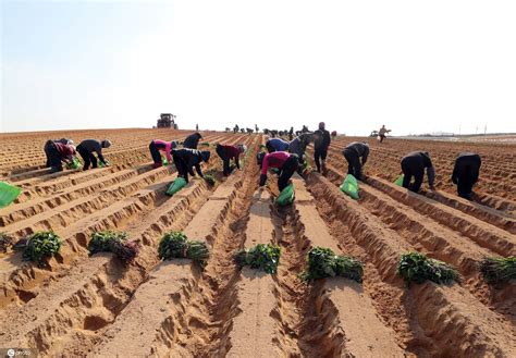 韩国农忙季开始 农民栽种地瓜