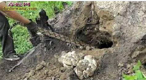 捕蛇：农民朋友外出寻野味 洞中掏出一条大蛇！_毒蛇新闻_毒蛇网