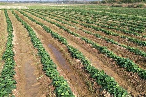 红薯种植技术和管理，几月份种植合适-农百科