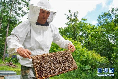 我国养蜂业质量提升行动显效-中国食品报社中国安全食品网